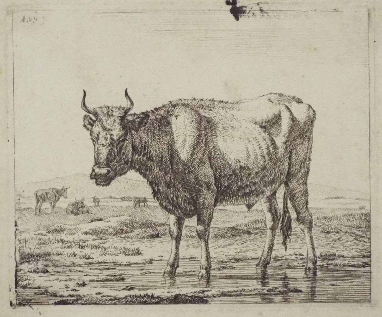 Etching - Bull standing in water - Van